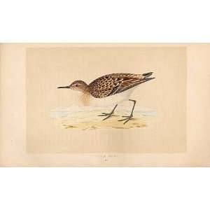  Little Stint British Birds 1St Ed Morris 1851