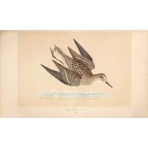  TemminckS Stint British Birds 1St Ed Morris 1851