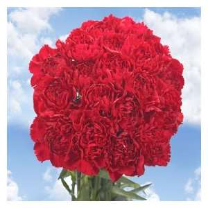 Burgundy Carnations 350  Grocery & Gourmet Food