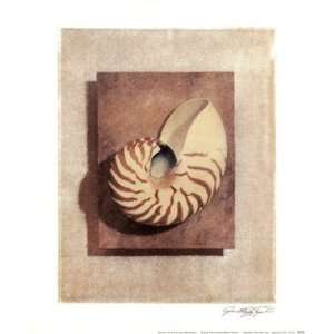  Seashell Study II by Julie Nightingale 10x12 Kitchen 
