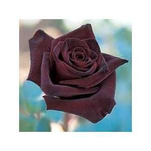  10 Dark Chocolate Rose Seeds 