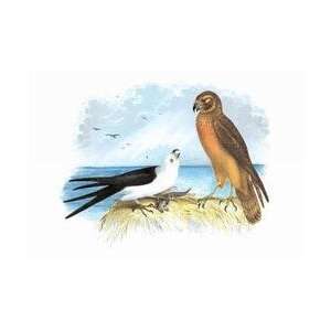  Swallow Tailed Kite and Marsh Hawk 12x18 Giclee on canvas 