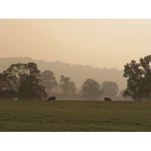 Sheep Farmland Seen from the Cotswold Way Footpath, Stanway Village 