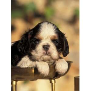  King Charles Cavalier Spaniel Puppy Portrait Premium 