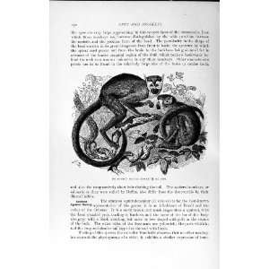    NATURAL HISTORY 1893 94 COMMON SQUIRREL MONKEY APE