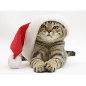  Tabby Cat Wearing a Father Christmas Hat Premium Poster 