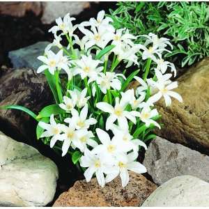   lucilae Alba Flower Bulbs   24 Bulbs Patio, Lawn & Garden