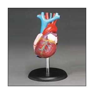 Budget Life Size Heart Model CH7  Industrial & Scientific
