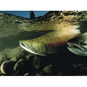  Two Chum Salmon, Oncorhynchus Keta, Swim over a Rocky 