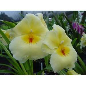  Miltoniopsis Maui Sunset with two flower spikes, fragrant 