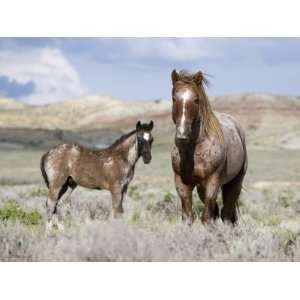 Wild Horses, Red Roan Stallion with Foal in Sagebrush Steppe Landscape 