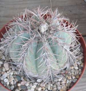 Echinocactus horizonthalonius Devils Head Cactus 26  