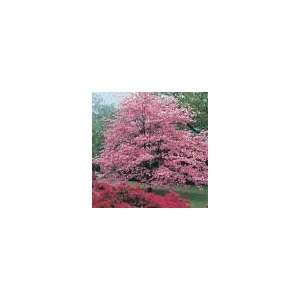  Pink Dogwood Tree Patio, Lawn & Garden