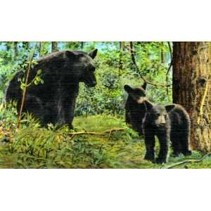  Bear Family in the Great Smokey Mountains   Fine Art Gicl 