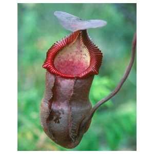  Nepenthes diatas