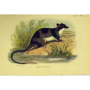   C1807 Natural History Rodent Water Oppossum Old Print