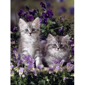  Domestic Cat, 8 Week, Two Fluffy Silver Tabby Kittens 