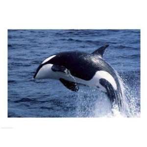 PVT/Superstock SAL1811543 Killer Whale Orcinus Orca Atlantic Ocean  24 