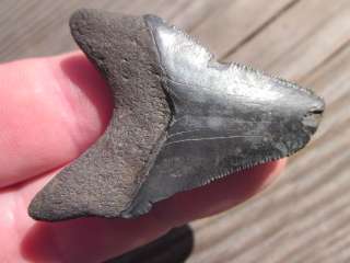   megalodon shark teeth fossils with confidence from the tooth sleuth