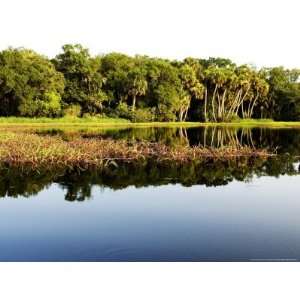  Sabal Palm and Live Oak Forest Lining the Banks of the 