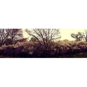  Glacial Park, Illinois Flowering Trees Landscape 
