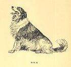 Collie Sitting   Vintage Dog Print   1932 D. Thorne