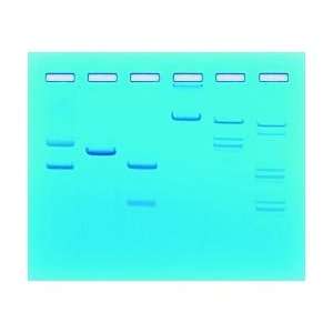 Analysis Of Restriction Enzyme Clevage Patterns Of DNA Lab Activity 