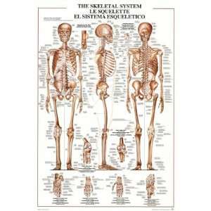  (27x39) The Skeletal System Educational Medical Chart 