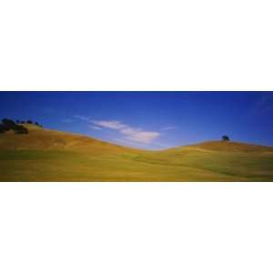  Trees on a Hill, Colusa County, California, USA Stretched 
