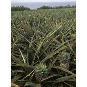  Pineapple Field of Commercially Grown Pineapples, Maui 