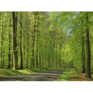  Empty Rural Road Through Woodland in the Forest of Compiegne 