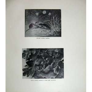  1904 Common Shrews Fighting Nest Mammals Nature