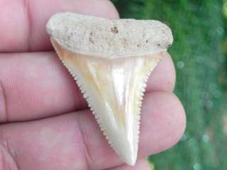 1a Fossil Chilean Great White Sharks Tooth VERY COOL FOSSIL CHILEAN 