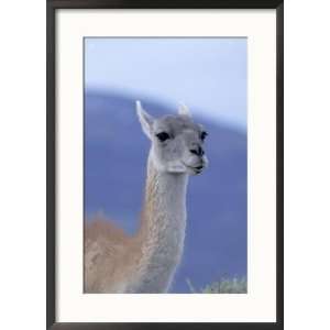 Guanaco in Torres del Paine National Park, Coquimbo, Chile Framed 