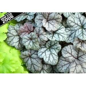  CORAL BELLS CINNABAR SILVER / 1 gallon Potted Patio 