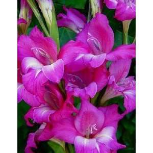  Gladiola Charm 10 12 cm. 100 pack Patio, Lawn & Garden