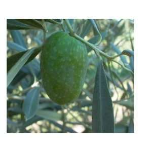  Olea Europaea SEVILLANO OLIVE Tree, 5 GALLON, CUTTING 