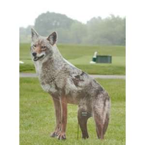  Coyote Replica, new, bird and pest control (Brown) (26H x 