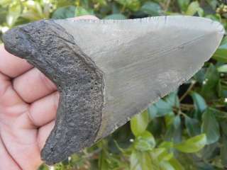 Megalodon fossil shark tooth teeth MAGNIFICENT MONSTER  