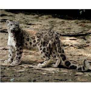  Professionally Framed Tom Brakefield (Snow Leopard) Photo 