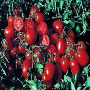  Organic Falcorosso F1 Hybrid Tomato 6 Seeds  Plum Shape 