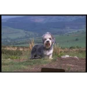   of Top 100 Pedigree Dogs Canvas Art Dandie dinmont
