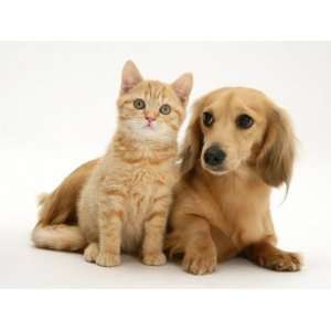 Cream Kitten with Cream Dapple Dachshund Puppy Premium 