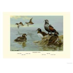 Harlequin Duck Animals Giclee Poster Print by Allan Brooks, 24x18 