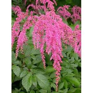  Ostrich Plume Astilbe   Straussenfeder   AGM WINNER Patio 