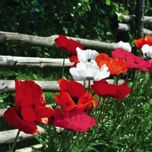   Poppies Mix   Fall Bulbs by Winston Brands Patio, Lawn & Garden