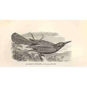  BullockS Bee Eater 1862 WoodS Natural History Birds 
