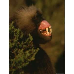  A Male Gelada Bares His Teeth and Gums in a Display of 