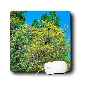   Green Trees in Different Shades Reaching Toward the Sky   Mouse Pads