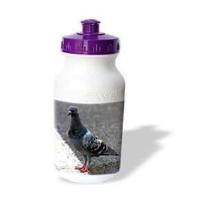 Birds   Rock Dove   Water Bottles 
